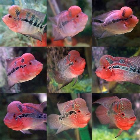 Flowerhorn Cichlids For Sale: Flowerhorn Breeds, Luohan Fish, .